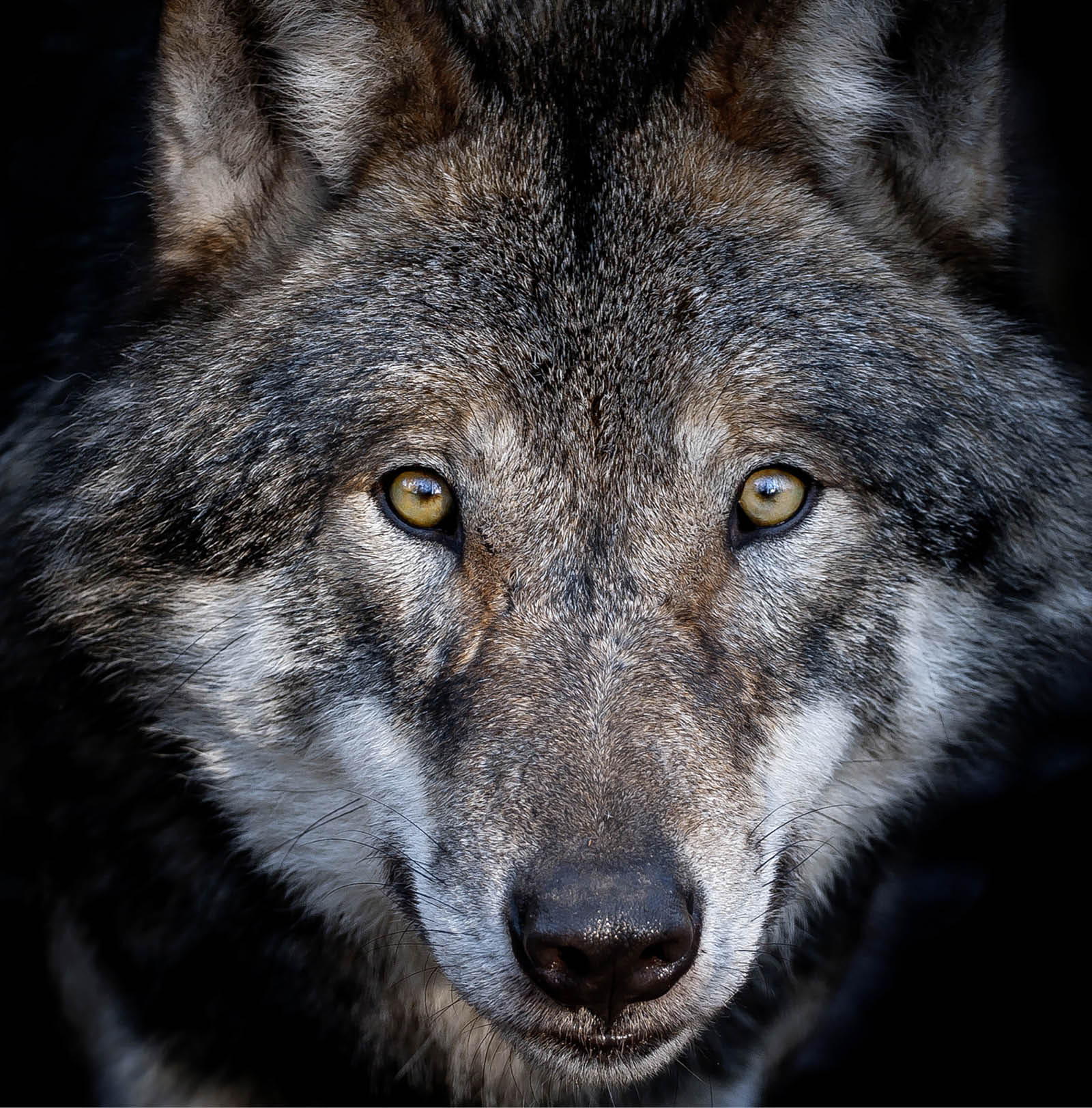 Close up portrait of a european gray wolf on dark background