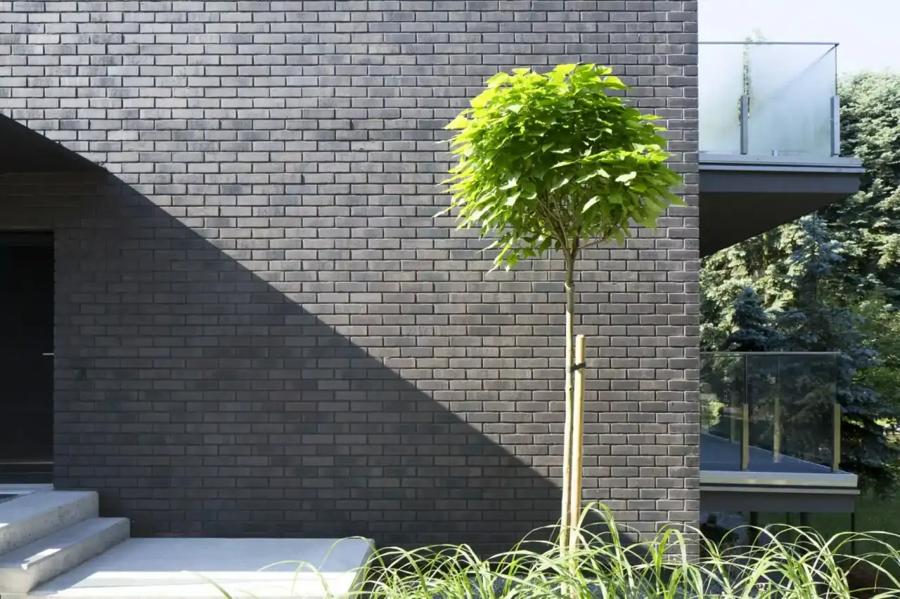 Eine Ausschnitt einer Fassade mit schwarzen Klinkerriemchen. Davor ist ein kleiner grüner Baum.